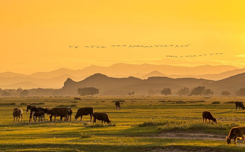 ГЭРЭЛ ЗУРГИЙГ Д.ДАВААДОРЖ